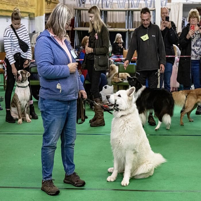 People and dogs