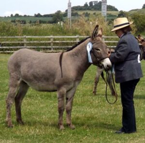 Island Farm Donkey Sanctuary Donkey Show 2nd June 2024 Judging